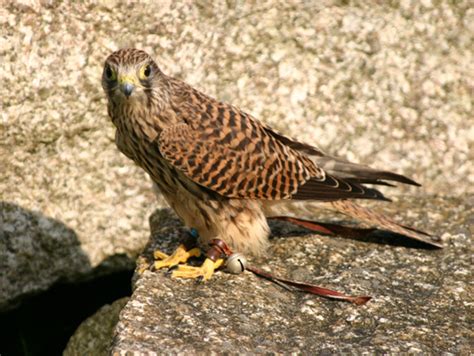 Stay Guide Cornwall Cornish Birds Of Prey Centre