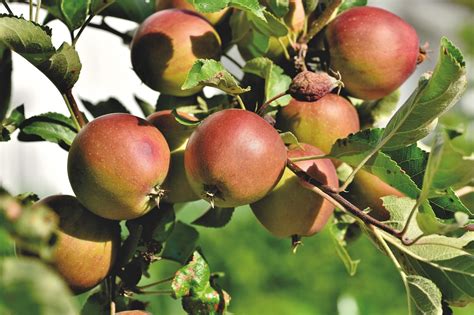 Wat Je Moet Weten Over Voedingsstoffen En Bemesting Voor Fruitbomen