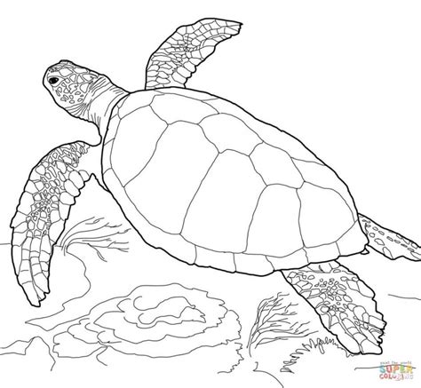 Realistic Turtle Drawing at PaintingValley.com | Explore collection of ...