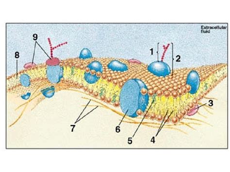 Fluid Mosaic Model