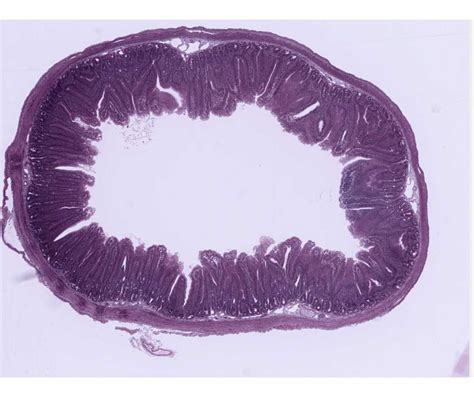 Histology Laboratory Manual