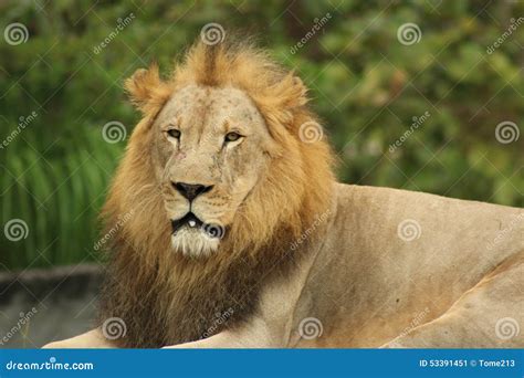 Lion stock image. Image of animal, feline, lioness, felidae - 53391451