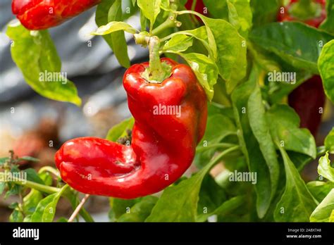 Red sweet turkish paprika vegetable growing on fields in Spain Stock ...