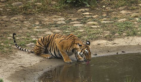 Wildlife Photography Tour Of Corbett Tiger Reserve Darter Photography