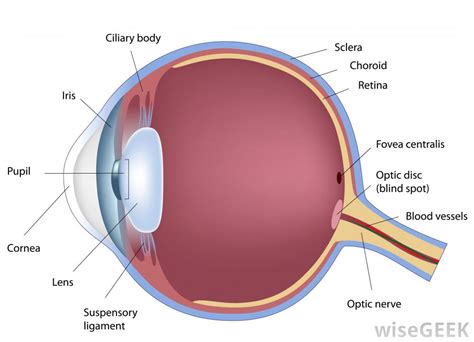 Gullstrand Emsley Schematic Eye Gullstrand S Schematic Eye