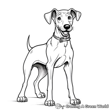 Doberman Coloring Pages Free And Printable