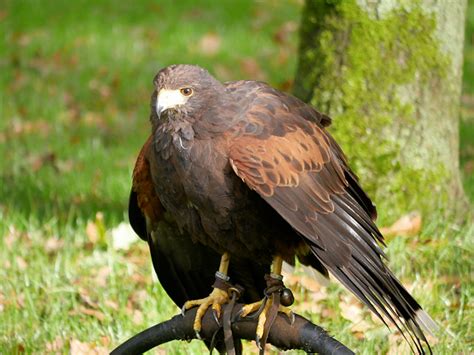 harris hawk   bow perch    david dixon geograph britain
