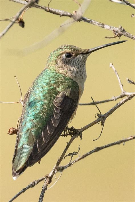 Broad Tailed Hummingbird ©neal Zaun Wild Bird Company Saturday