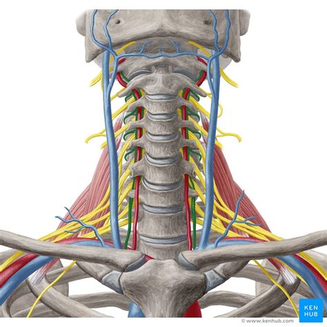 Longus Capitis Origin Insertion Innervation Action Kenhub