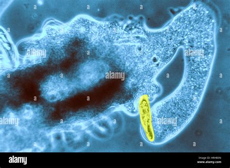 Light Micrograph Of Amoeba Catching Paramecium Stock Photo Alamy