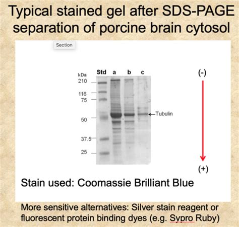 Analysis Of Proteins And Peptide By Mass Spectrometry Flashcards Quizlet