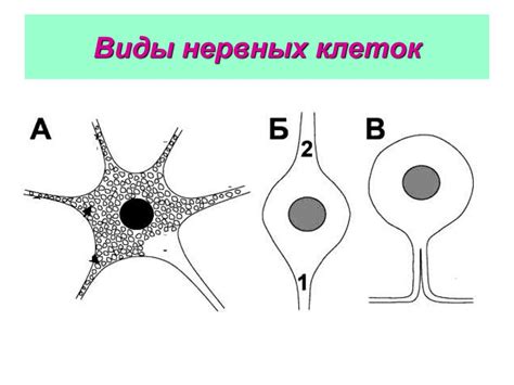 Нервная ткань - online presentation