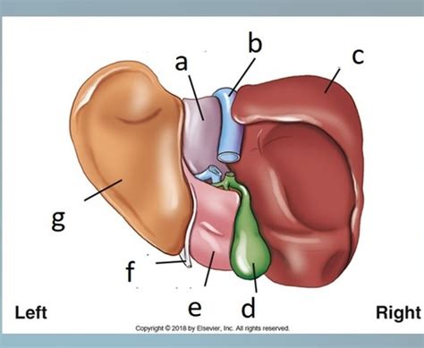 Procedures Unit A Anatomy Flashcards Quizlet