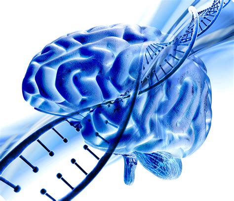 Cientistas Descobrem Mecanismo Da Rela O Entre Stress E Cancro