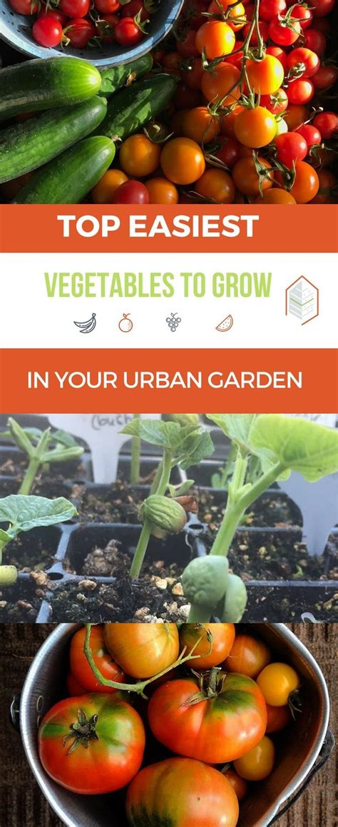 7 Easiest Vegetables To Grow In Your Urban Garden Easy Vegetables To