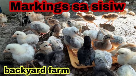 Paano Maglagay Ng Markings Sa Day Old Na Sisiw Backyard Breeding Youtube