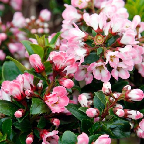 Escallonia Apple Blossom Buy Online | Gardener's Dream