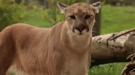 Avistamiento de Puma nadando en el Río San Juan de Nicaragua