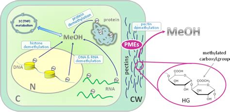 Frontiers Methanol In Plant Life