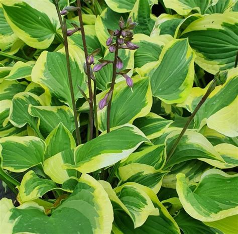 Hosta Pilgrim Farmyard Nurseries