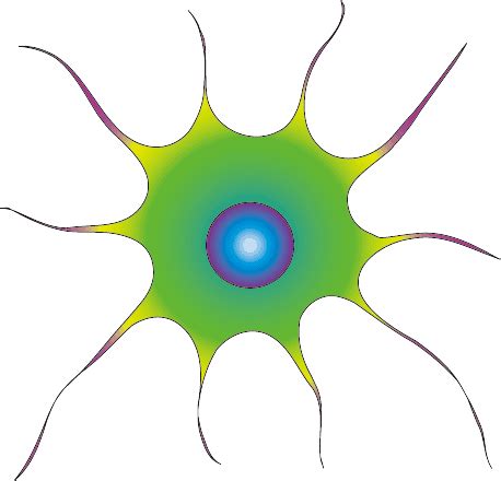 Astrocytes | Facts, Functions, Structure, Types & Repair