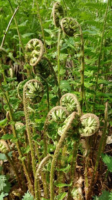 Foug Re Feuille Spirale Photo Gratuite Sur Pixabay Pixabay