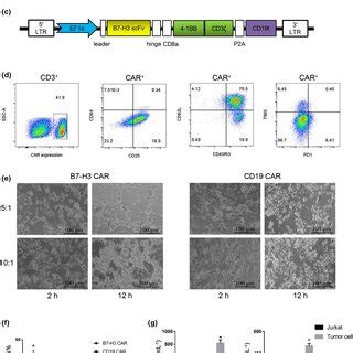 Tumor B H Expression And Characteristics Of Chimeric Antigen Receptor