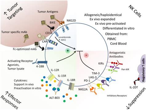 Frontiers Natural Killer Cell Engagers Nkces A New 46 Off