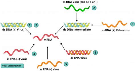 コレクション Double Stranded Dna Viruses Examples 735946 What Is A Double Stranded Dna Virus