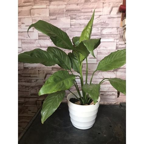 Peace Lily Indoor Plant | Shopee Philippines