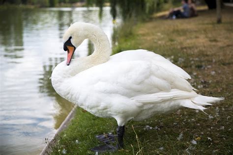 Schwan Sich Ausruhen Kostenloses Foto Auf Pixabay