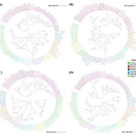 Phylogenetic Trees Based On The S Rrna Gene Sequences Of