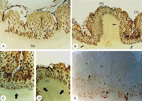 Cardio Esophageal Junction Of Monkey Stomach Stained By Hrpwga Lectin