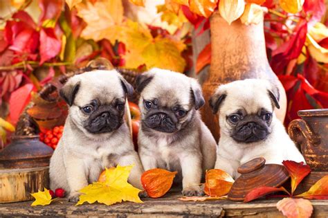 Thanksgiving Puppy Wallpapers - Wallpaper Cave