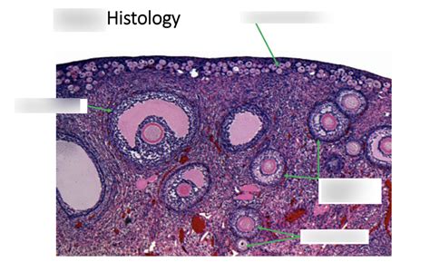 Ovary Under Microscope Diagram Quizlet