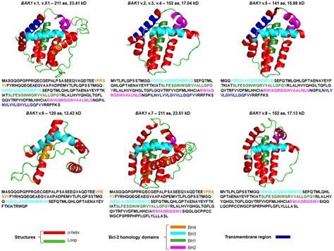 Predicted 3d Structure Models Of The Novel Bak1 Mrna Transcripts That