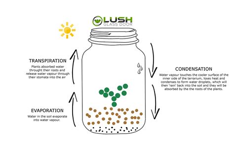 Terrarium Diagram