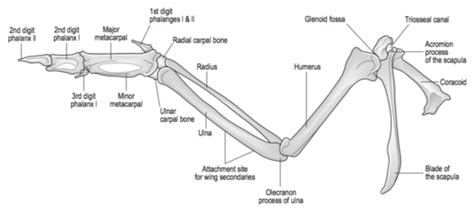 Birds Adaptations Flashcards Quizlet