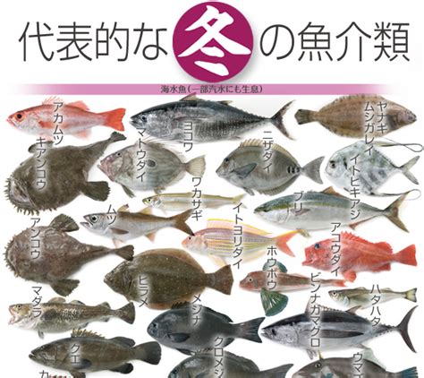 【季節の魚】冬の魚介類 さかなや魚介類図鑑ブログ