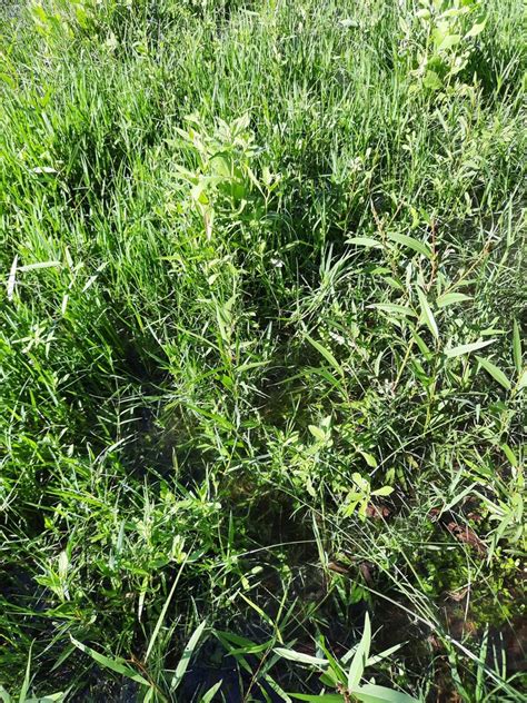 Alligatorweed From Bexar County TX USA On May 2 2021 At 05 28 PM By