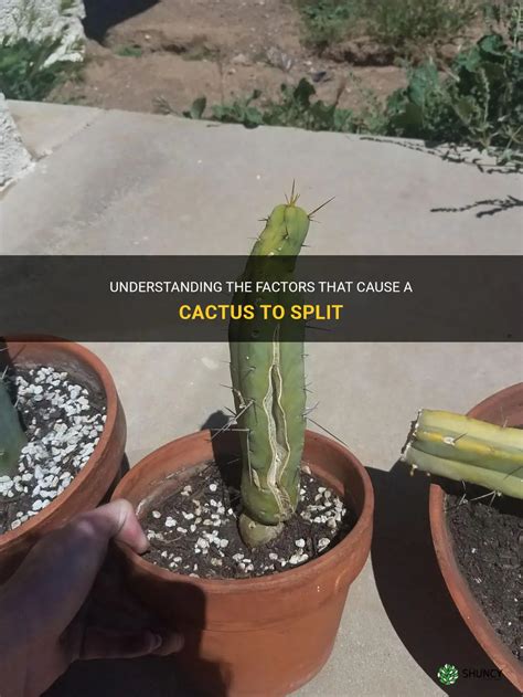 Understanding The Factors That Cause A Cactus To Split ShunCy