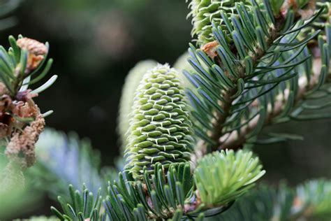 Fraser Fir Abies Fraseri Directree