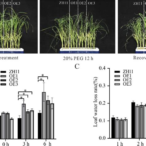 Simulated Drought Tolerance Analysis Of Rice With Download Scientific Diagram