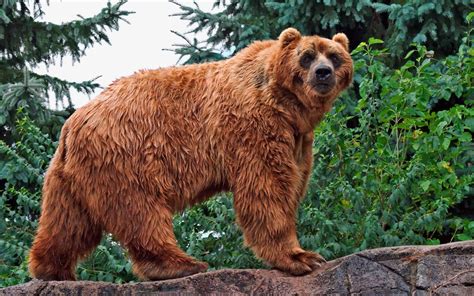 100 Kodiak Bear Wallpapers