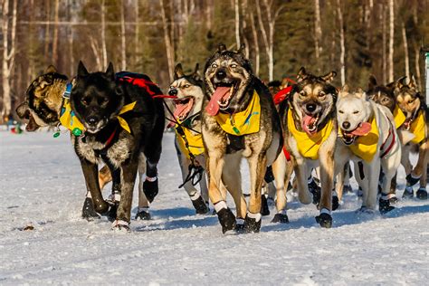 Kent Huey - Dog Sled Racing