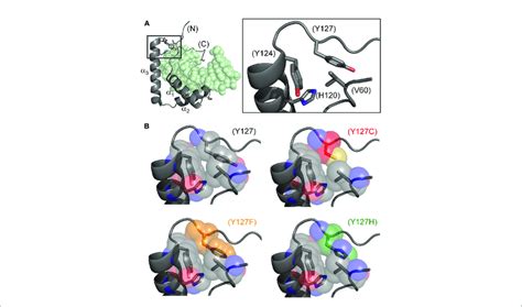 Structural Models Of Wild Type And Mutant Side Chains A L Shaped