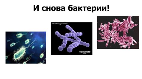 Биохимия. Микробиология. Генетика. Бактерии - презентация онлайн