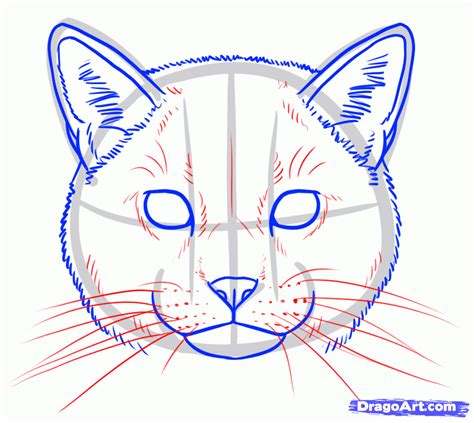 How To Draw A Wild Cat