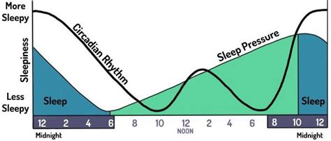 3: Circadian Rhythm - Social Sci LibreTexts