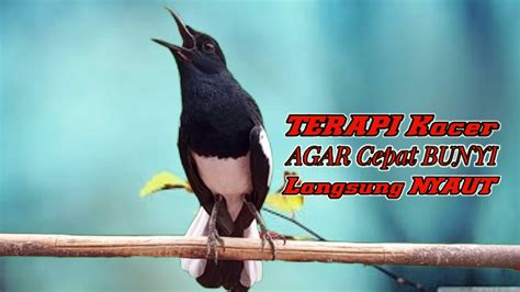 Pancingan Siang Suara Kacer Ngeplong Gacor Bikin Kacer Bahan Langsung